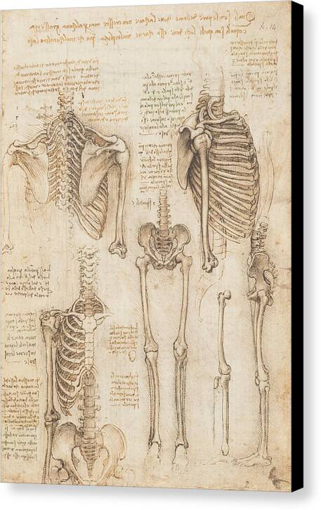 Anatomy Study, Skeletal - Canvas Print