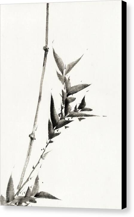 Bamboo - Canvas Print