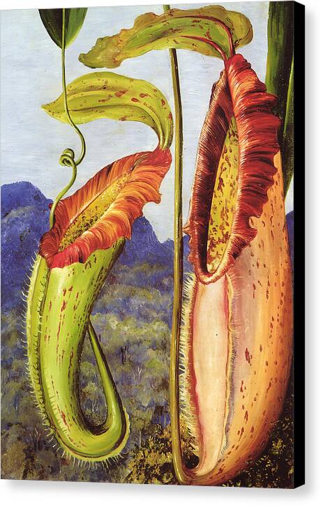 Nepenthes Northiana - Canvas Print