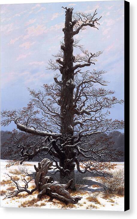 Oak Tree in the Snow - Canvas Print