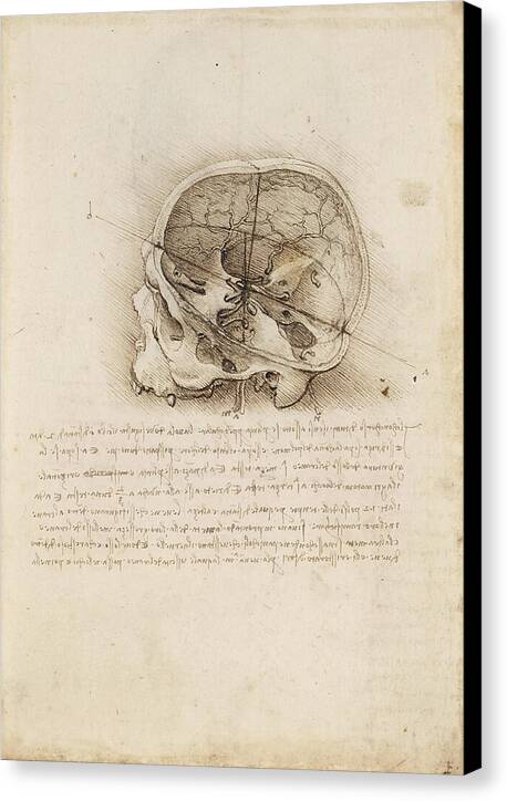 The Cranium Sectioned - Canvas Print