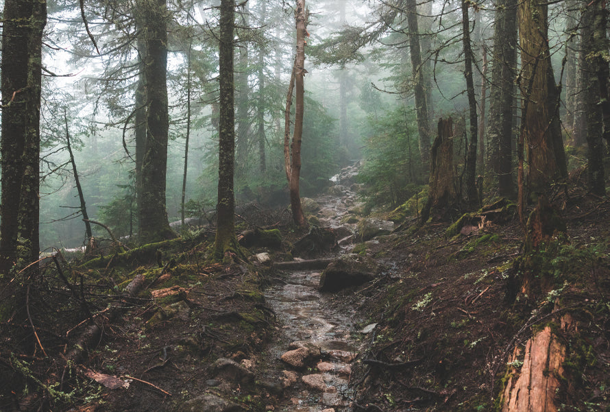 TREES COMBAT BOTH CLIMATE THREATS AND POVERTY