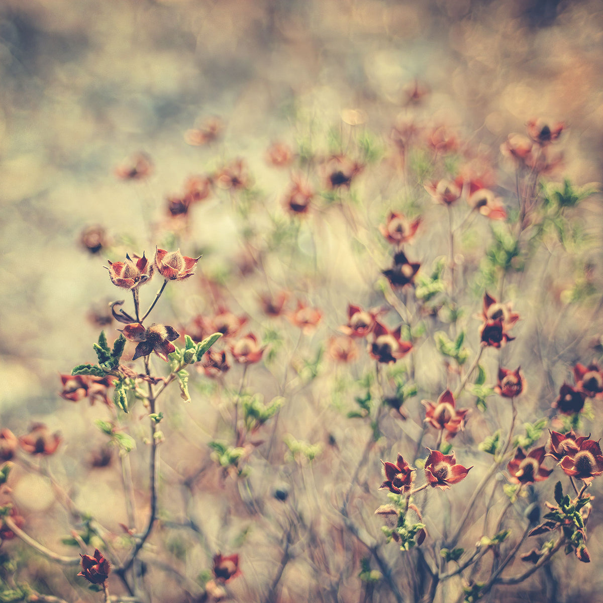 Photo Art