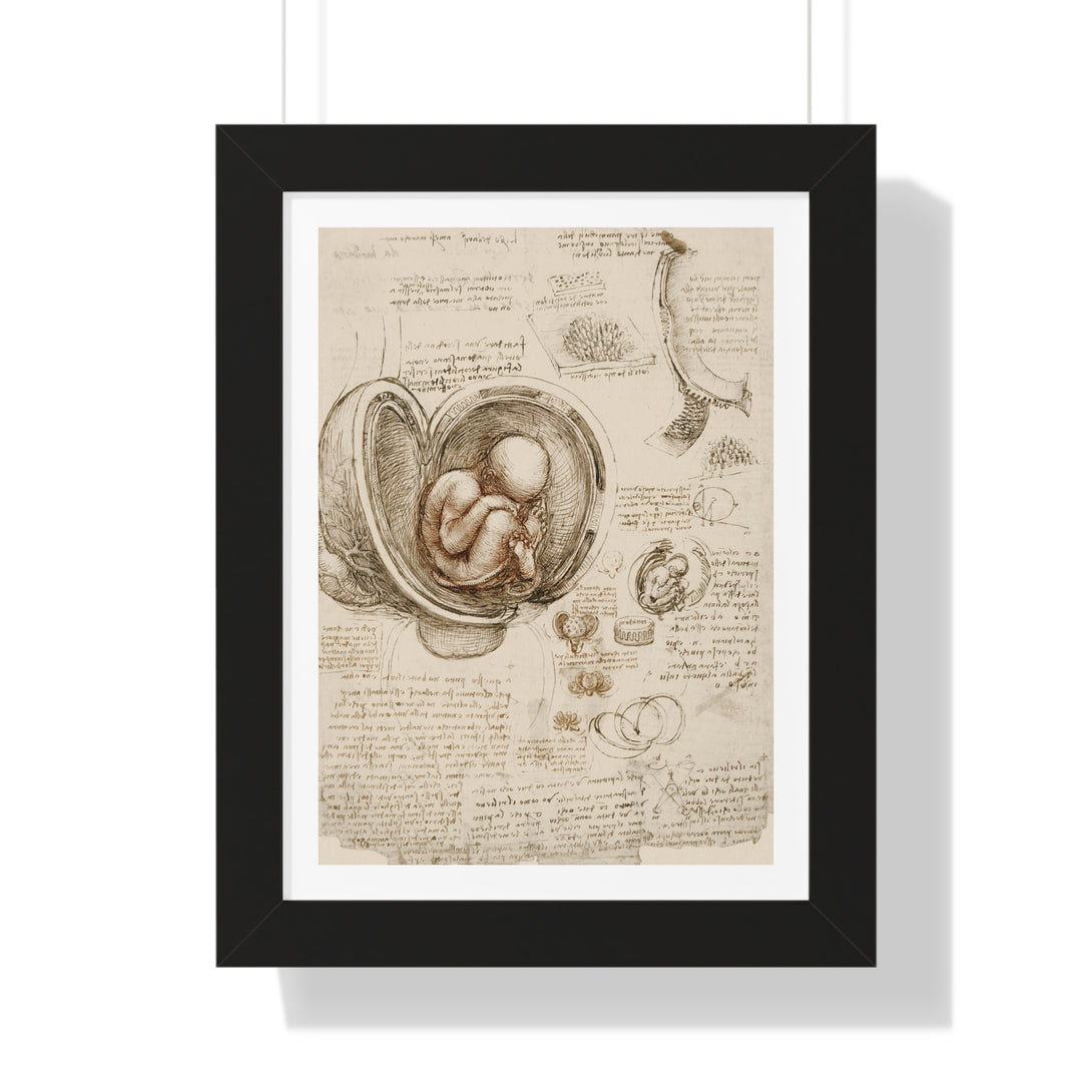 Studies of the Fetus in the Womb by Leonardo da Vinci - Framed Print - Zapista