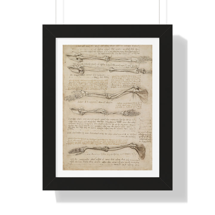 Anatomical Study of the Arm by Leonardo da Vinci - Framed Print - Zapista