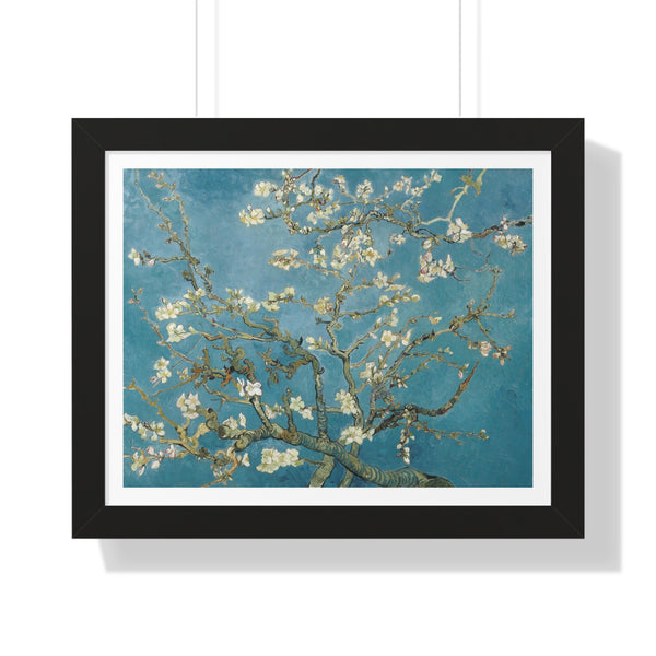 Almond Blossoms - Framed Print