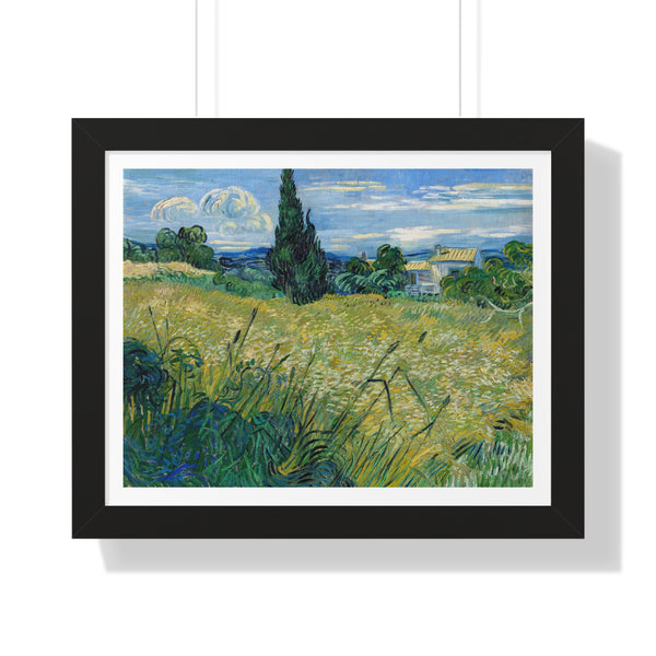 Green Wheat Field with Cypress - Framed Print