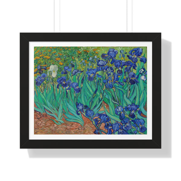 Irises - Framed Print