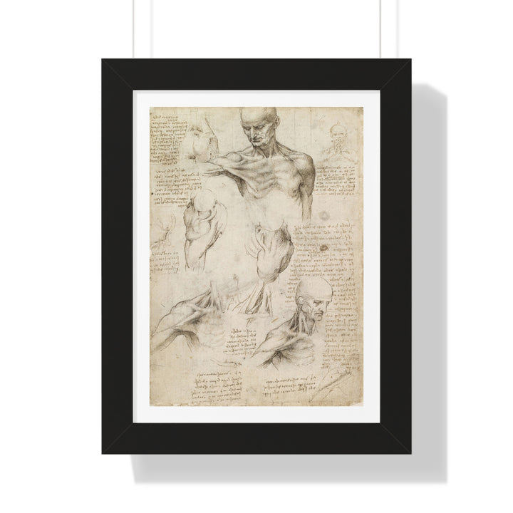 Anatomy of the Shoulder and Neck by Leonardo da Vinci - Framed Print - Zapista