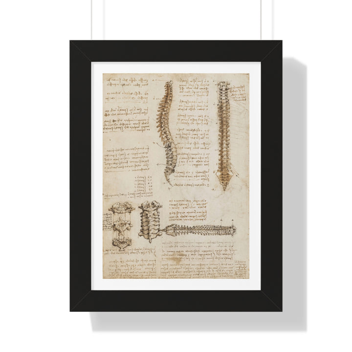 The Spine by Leonardo da Vinci - Framed Print - Zapista