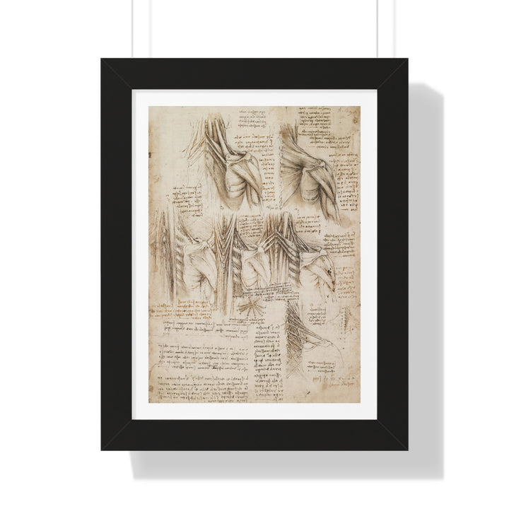 Muscles of the Spine by Leonardo da Vinci - Framed Print - Zapista