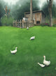 A Walk - Art Print - Zapista