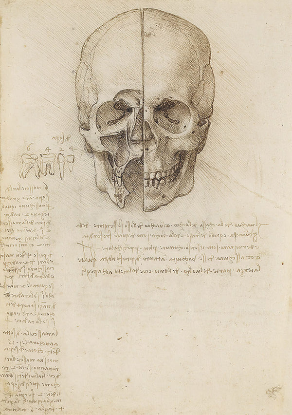 The Skull Sectioned by Leonardo da Vinci - Art Print - Zapista