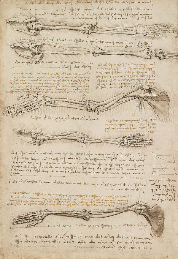 Anatomical Study of the Arm by Leonardo da Vinci - Art Print - Zapista