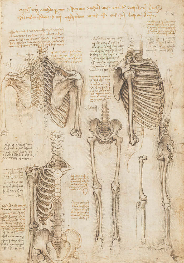 Anatomy Study, Skeletal by Leonardo da Vinci - Art Print - Zapista