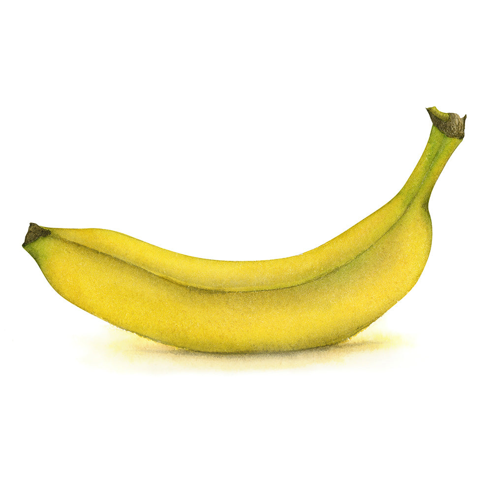 Banana Watercolor - Art Print - Zapista