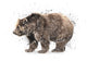 Bear Study - Art Print - Zapista