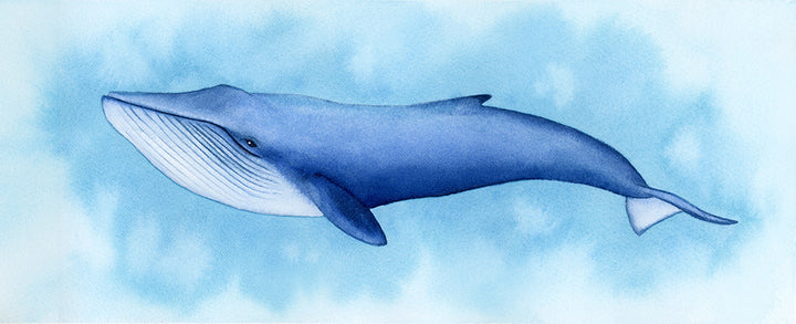 Blue Whale - Art Print - Zapista