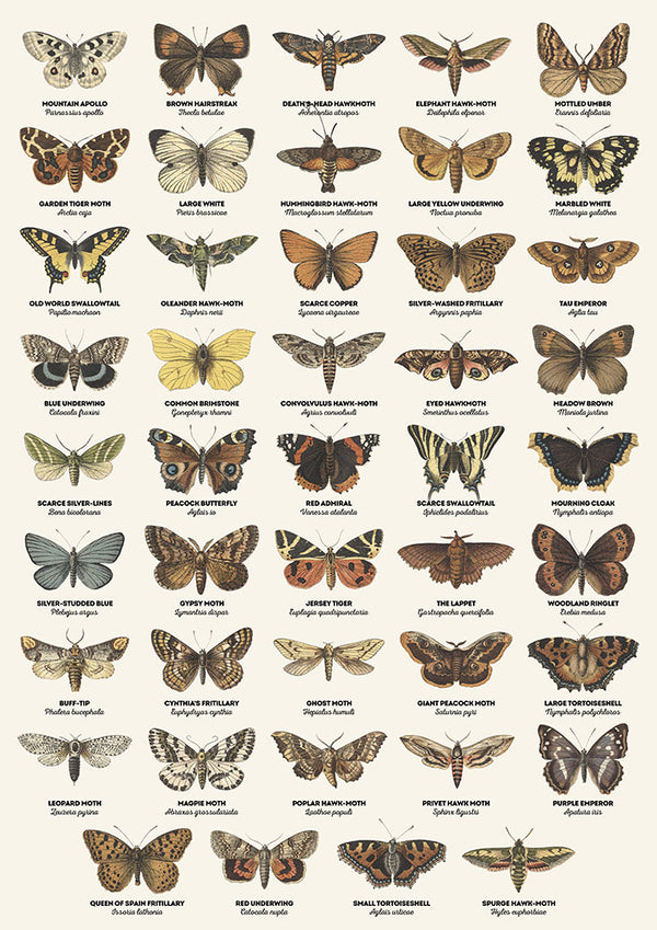 Butterflies and Moths - Art Print - Zapista