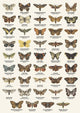 Butterflies and Moths - Art Print - Zapista