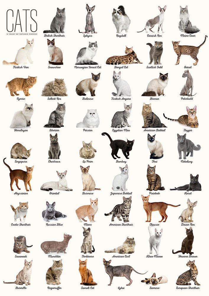 Cat Breeds - Art Print - Zapista