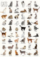 Cat Breeds - Art Print - Zapista