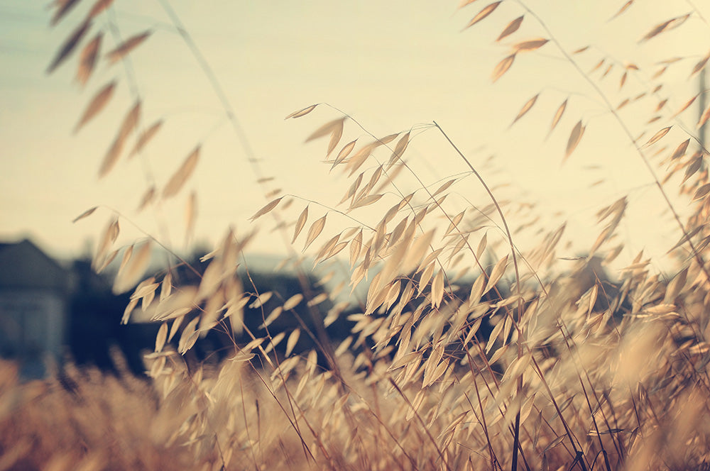 Colors of the Wind - Art Print | Zapista