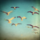 Danse avec les oiseaux - Art Print - Zapista