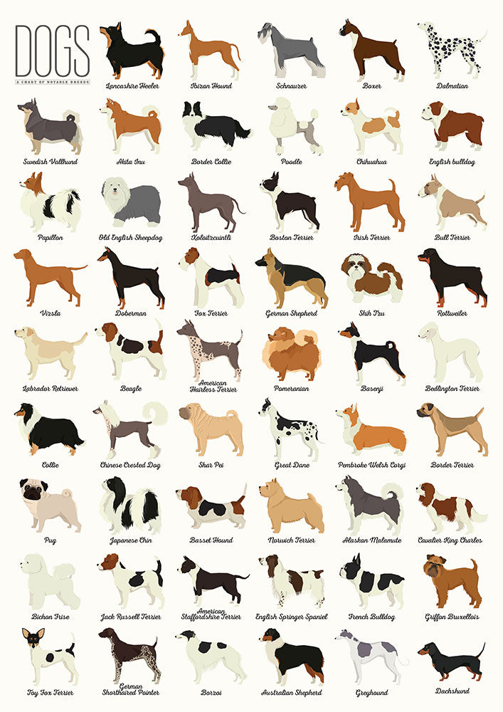 Dog Breeds - Art Print - Zapista
