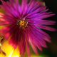 Enchanted Petals - Art Print