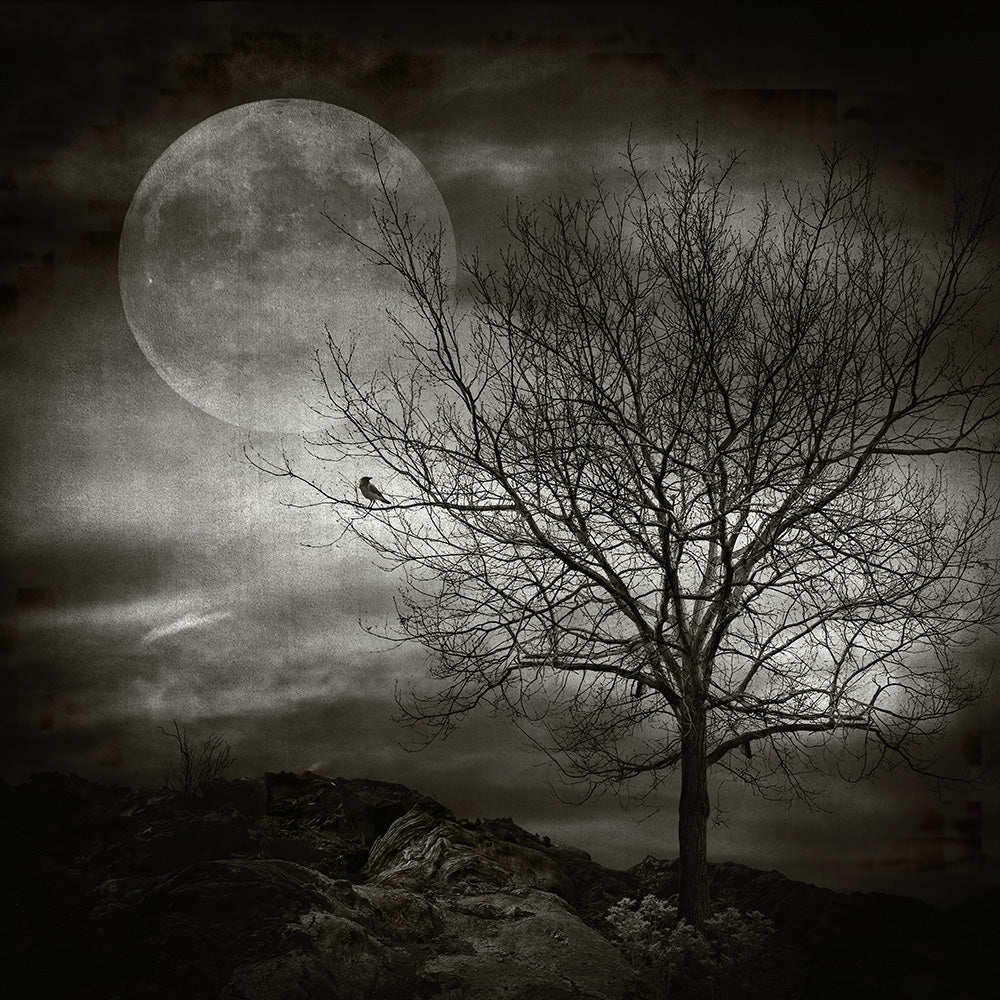 February Tree - Art Print - Zapista