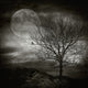 February Tree - Art Print - Zapista