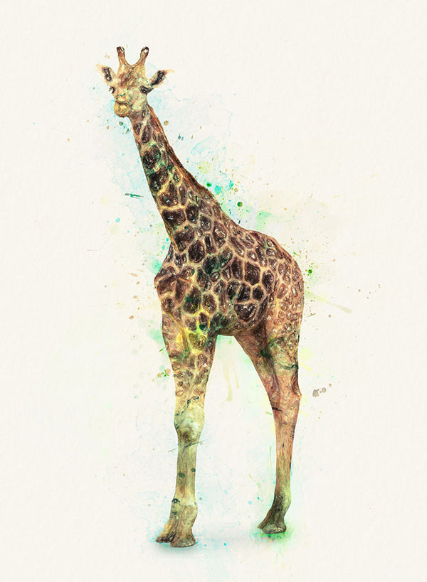 Giraffe Study - Art Print - Zapista