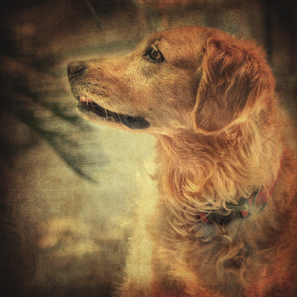 Golden retriever - Art Print - Zapista