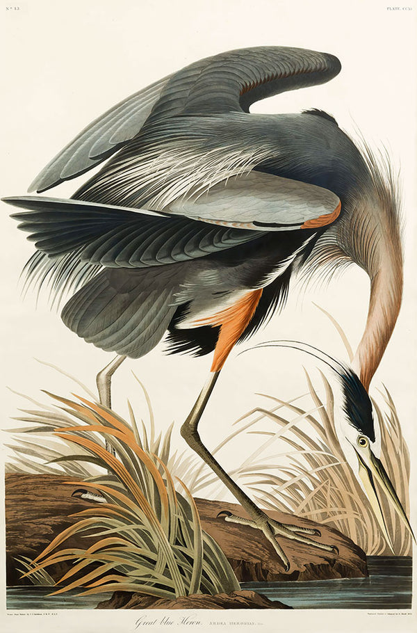 Great Blue Heron by John James Audubon - Art Print - Zapista