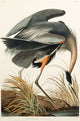 Great Blue Heron by John James Audubon - Art Print - Zapista