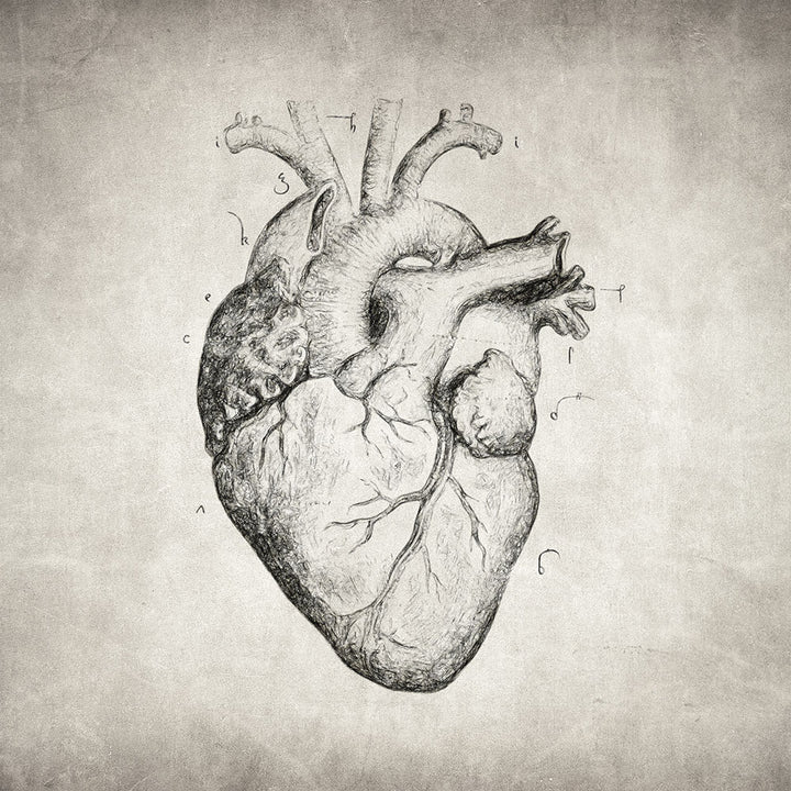 Heart - Art Print - Zapista