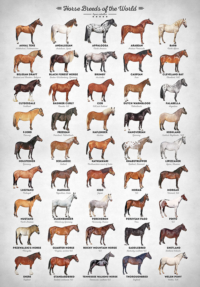Horse Breeds of the World - Art Print - Zapista