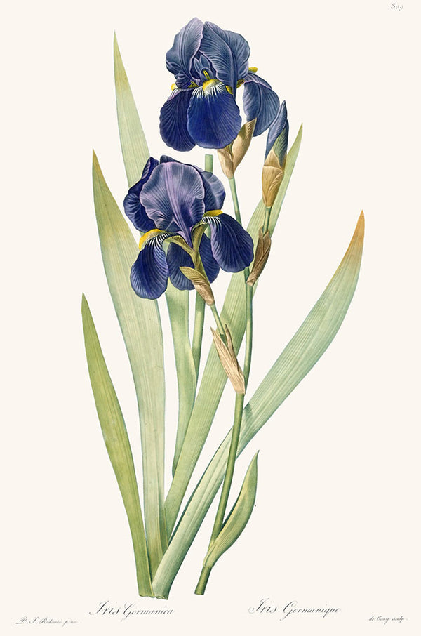 Iris Germanica by Pierre Joseph Redoute - Art Print - Zapista