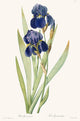 Iris Germanica by Pierre Joseph Redoute - Art Print - Zapista