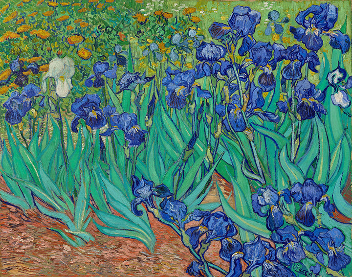 Irises by Vincent van Gogh - Art Print - Zapista