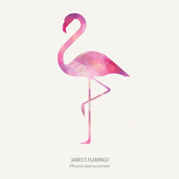 James's Flamingo - Art Print - Zapista
