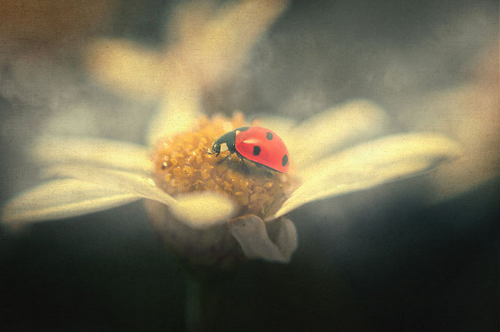 Ladybug Dream - Art Print - Zapista