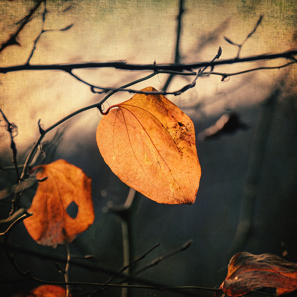 Last Leaves - Art Print - Zapista