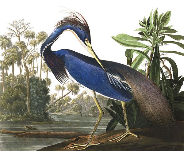Louisiana Heron by John James Audubon - Art Print - Zapista