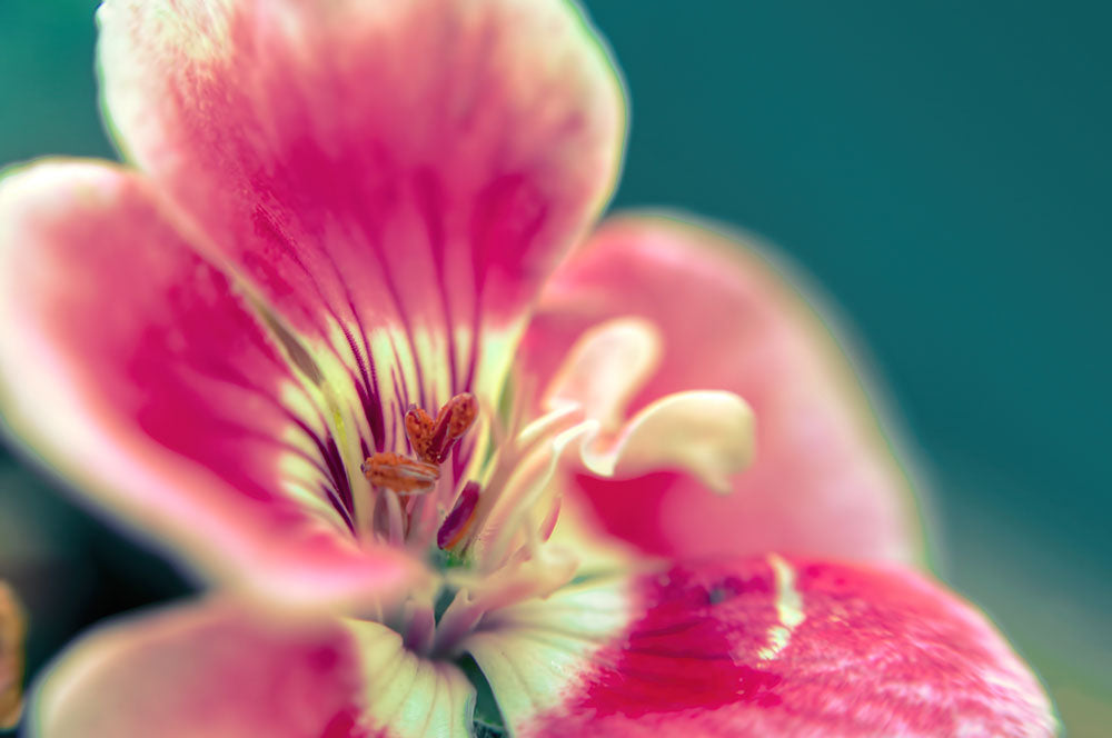 Macro study III - Art Print - Zapista