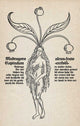Mandragora - Art Print - Zapista