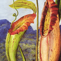 Nepenthes Northiana by Marianne North - Art Print - Zapista