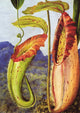 Nepenthes Northiana by Marianne North - Art Print - Zapista