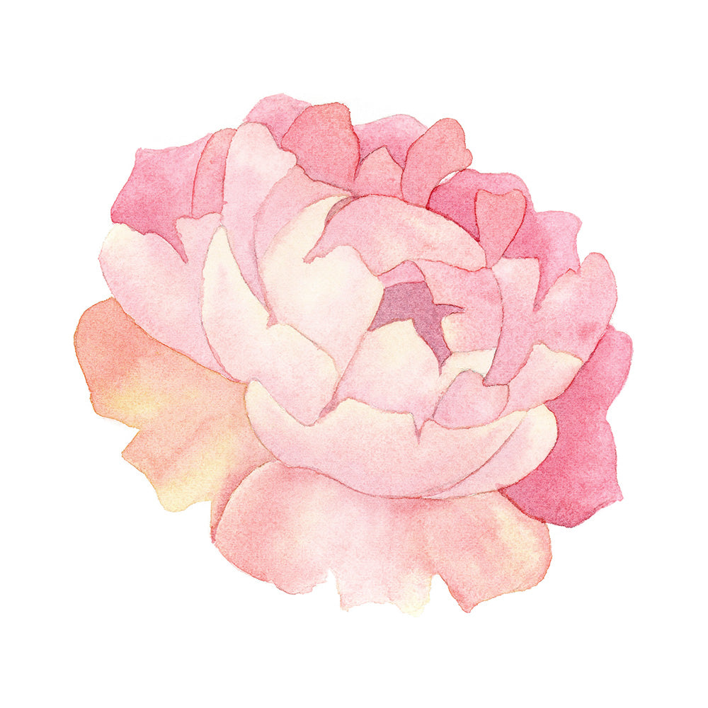 Peony Watercolor  - Art Print - Zapista